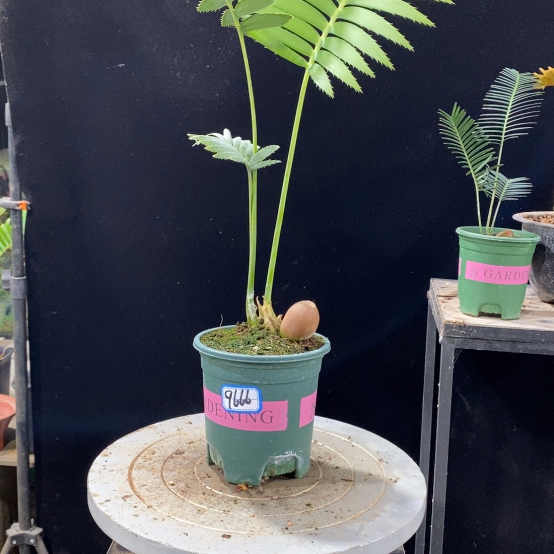 完全开放巨型双子9666