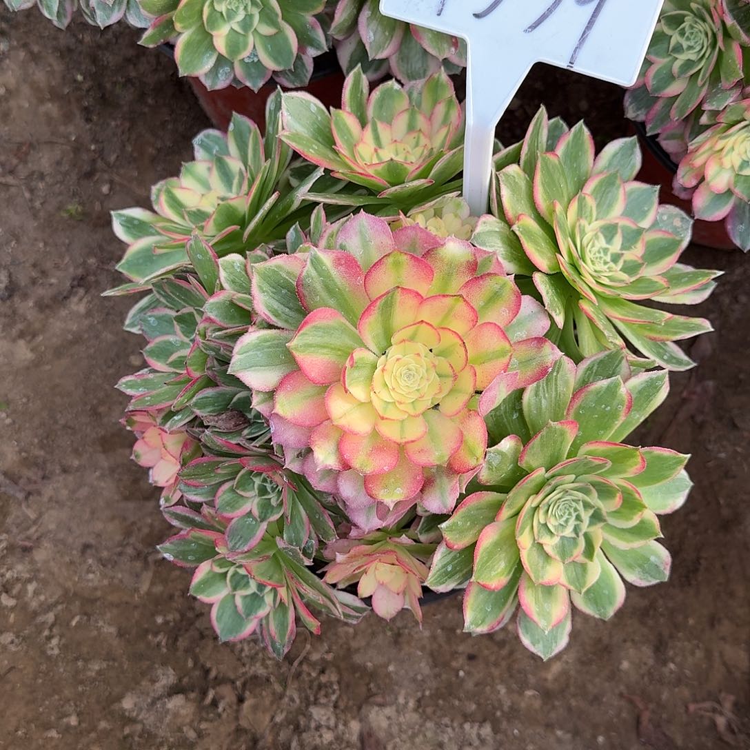 4539海仙多肉法师多肉