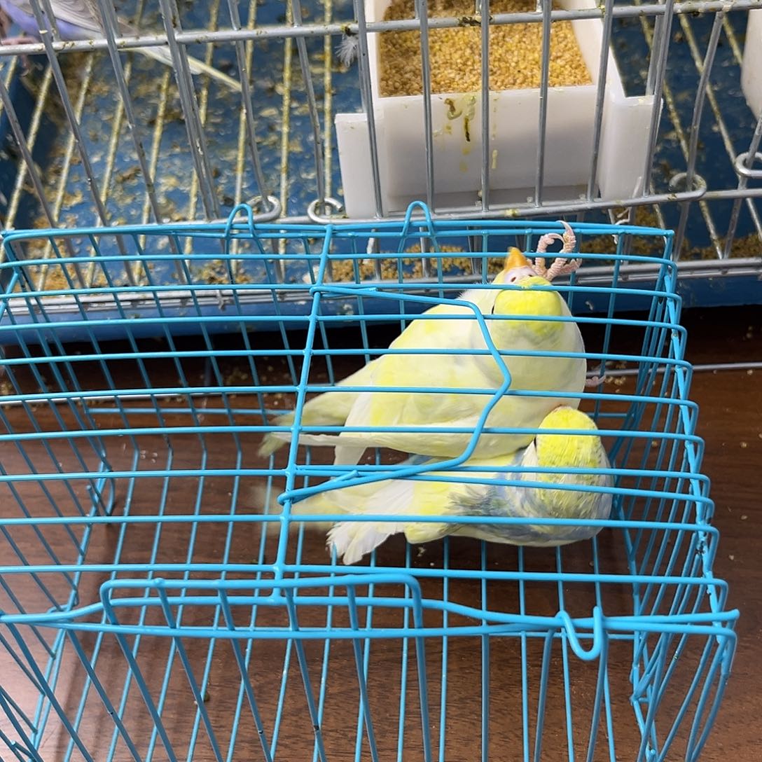 虎皮鹦鹉金彩鹦鹉