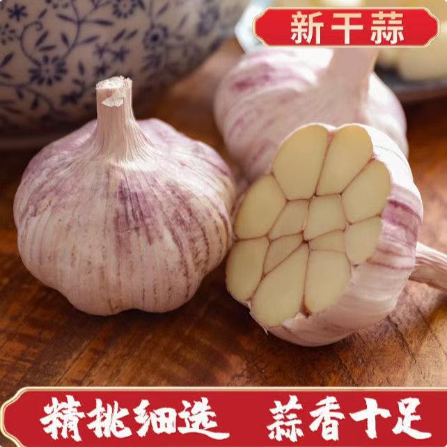 【金乡大蒜】25年大蒜干蒜紫皮大蒜新鲜蒜头特大号红皮当季紫白皮