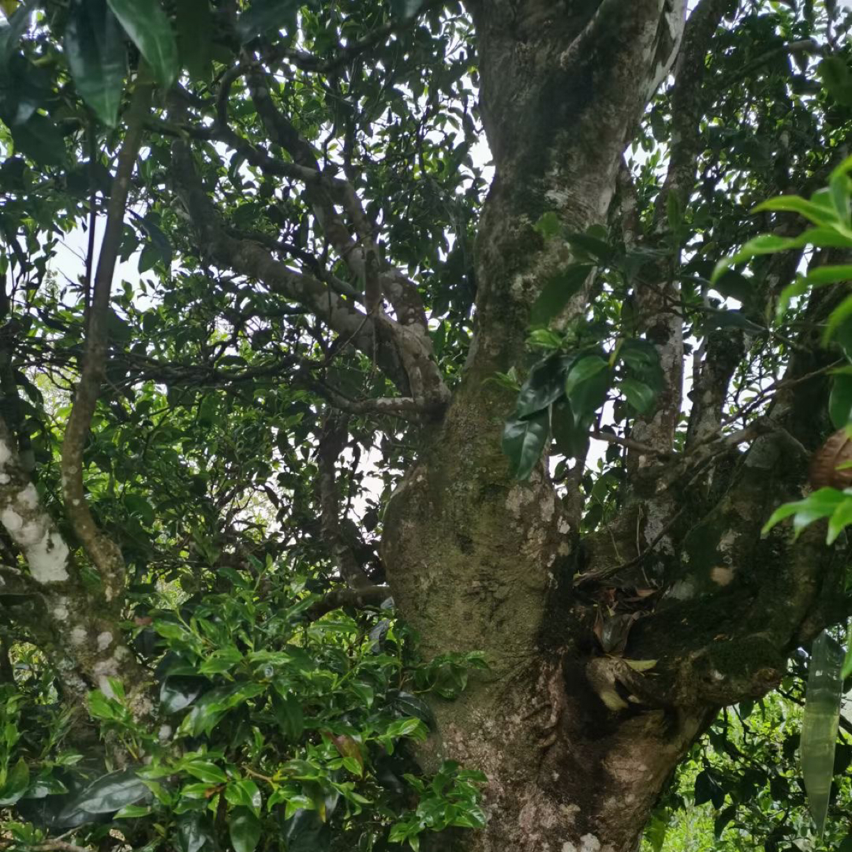 【临沧凤庆】西归古树25年头春300多年高货普洱生茶挑采大叶种晒青