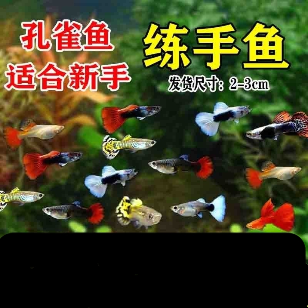 ①孔雀鱼观赏鱼小型热带鱼活体易养耐活淡水鱼