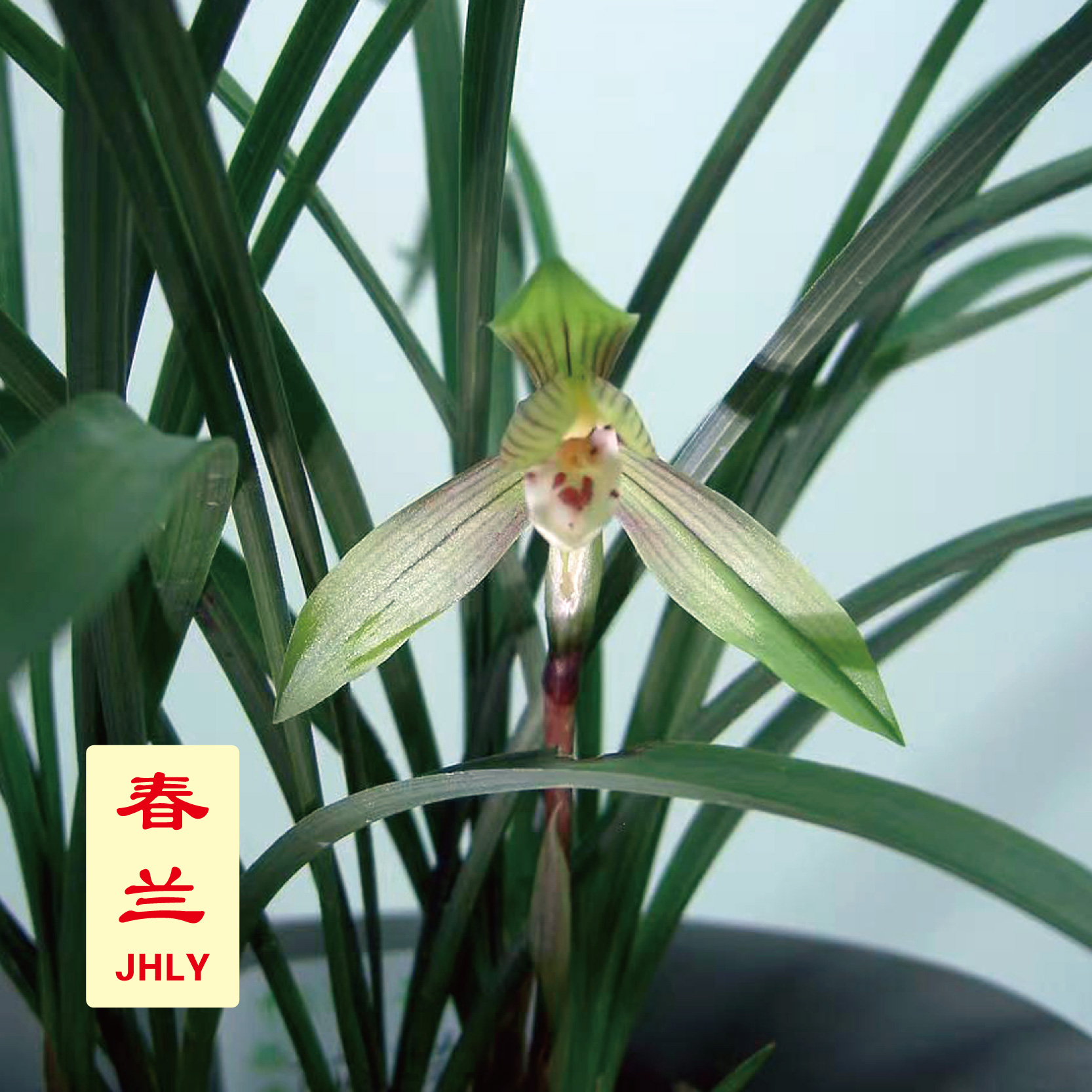 春兰-【国兰大类】[春季开花 清香四溢 醇正幽远 叶片细窄 ]