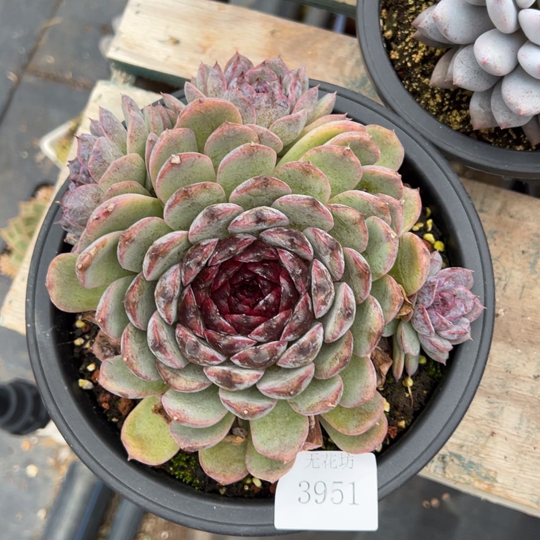 雨***！3951肉肉肉肉肉肉肉肉