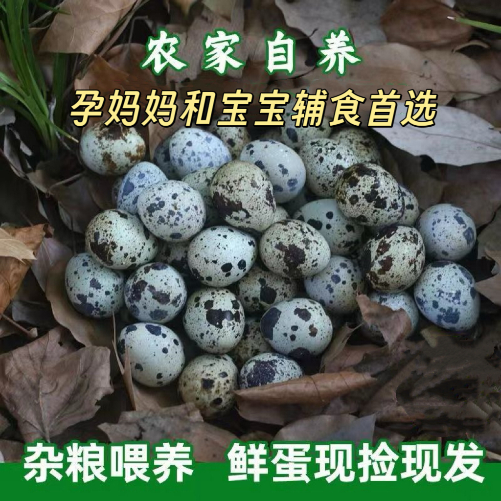 生鲜鹌鹑蛋五谷喂养农家新鲜鹌鹑蛋现捡现发健康营养孕妇宝宝辅食