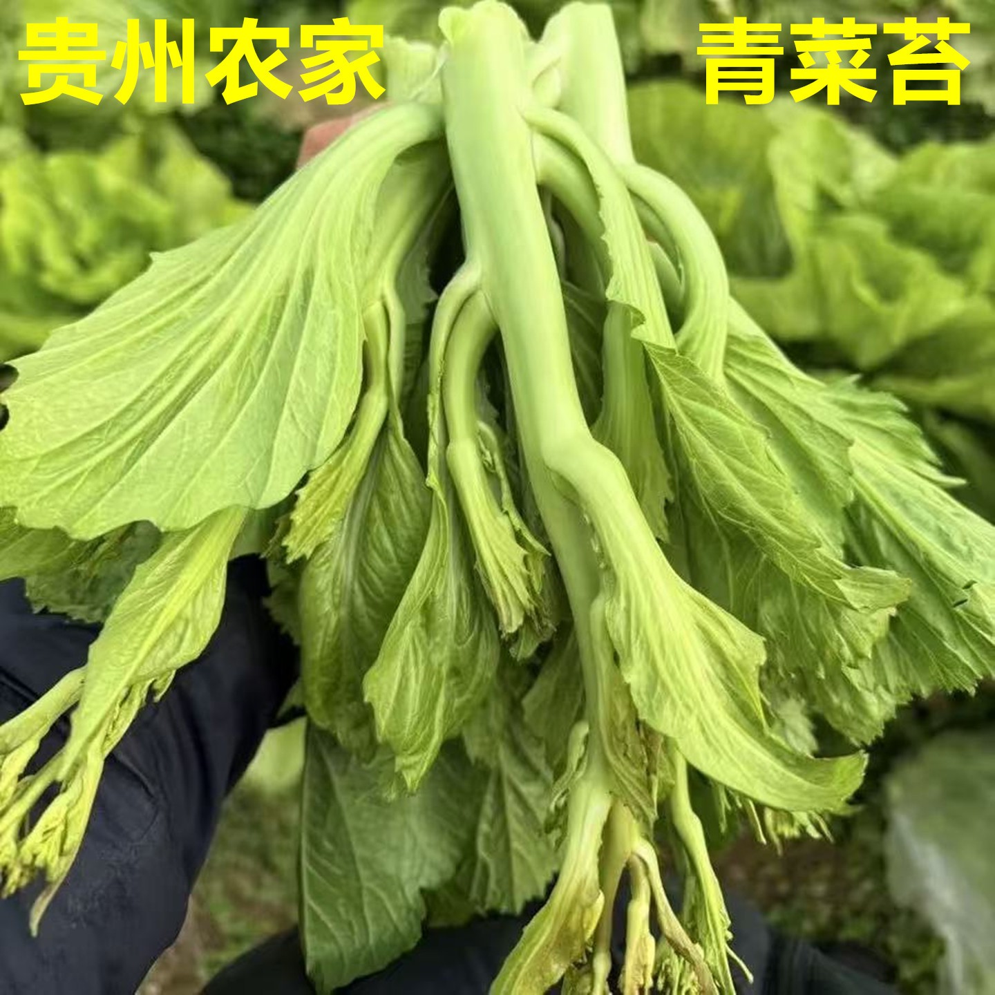 贵州青菜苔新鲜青菜颠 青菜 青菜苔 菜苔新鲜蔬菜时令蔬菜新鲜