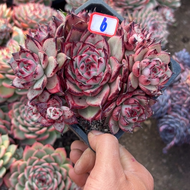 T***G精品多肉植物老桩