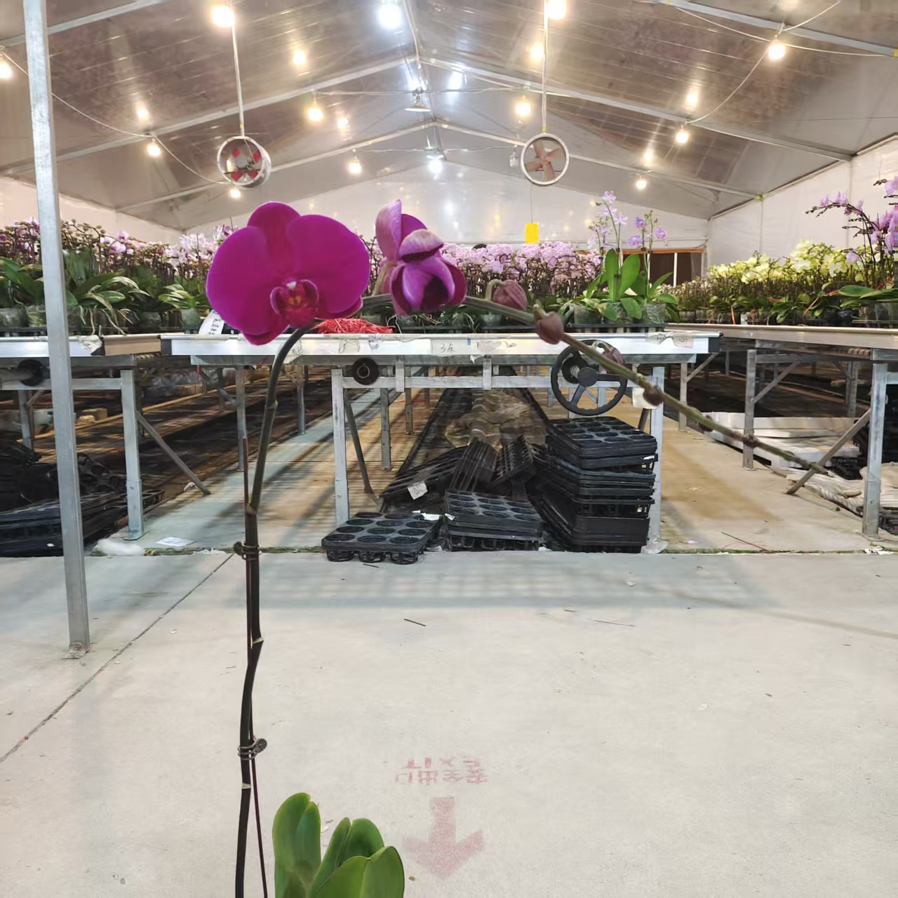 蝴蝶兰【大辣椒】大花型 紫红色系 经典年宵花  叶片自然开裂