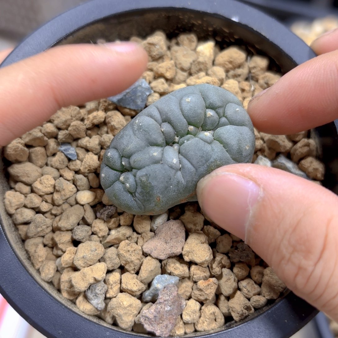 肥肠缀苗G g g g g g g