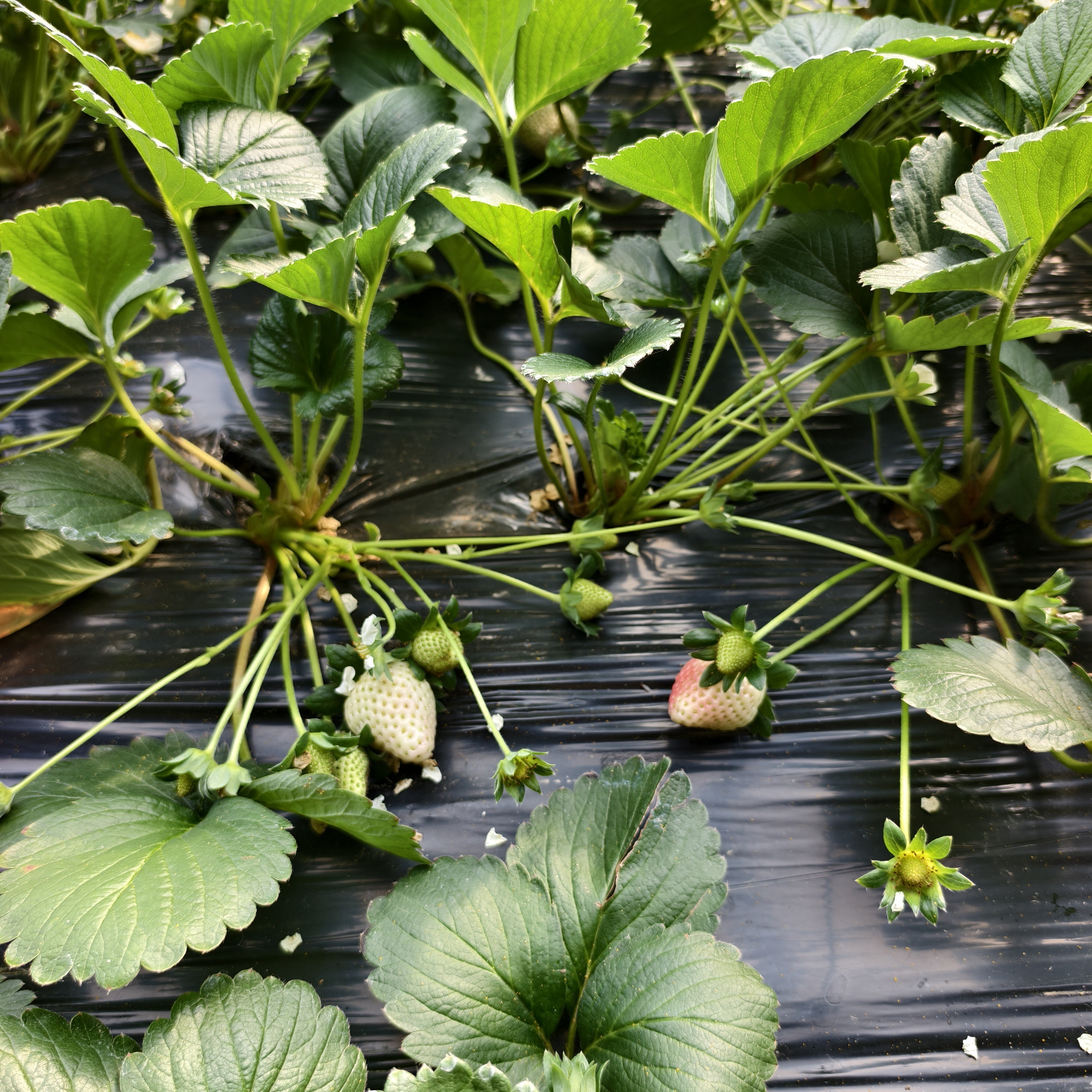 大棚现挖草莓苗带花带果带土球南北方种植室内外种植