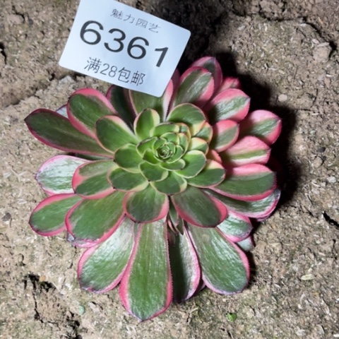 粉花妖多肉多肉6361