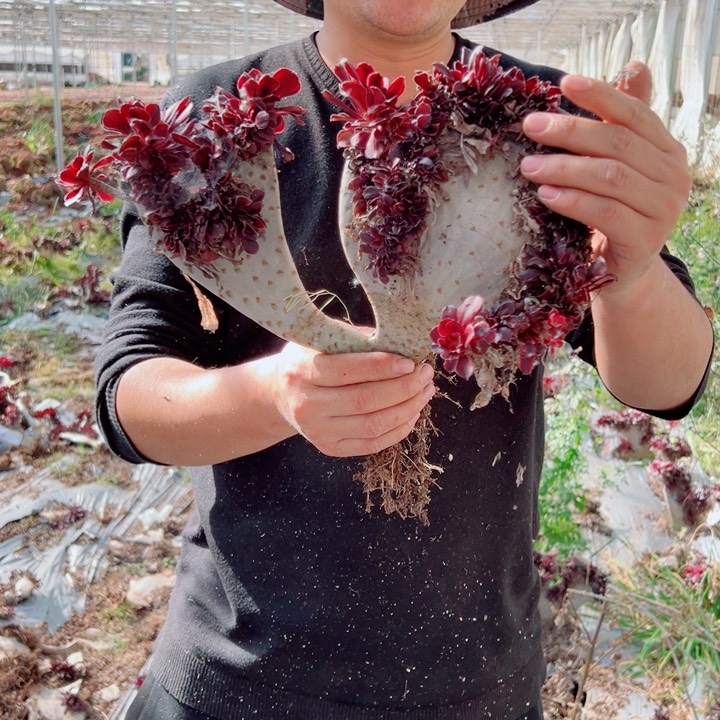 丽娜醉话13号多肉法师