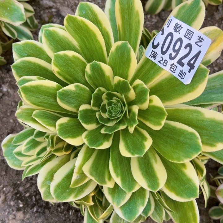 迈巴赫多肉植物法师0924