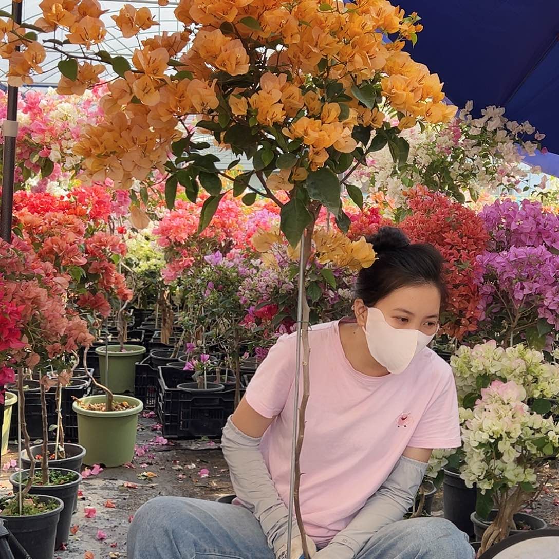 北***暖大部分花苞少量开放M53金探戈