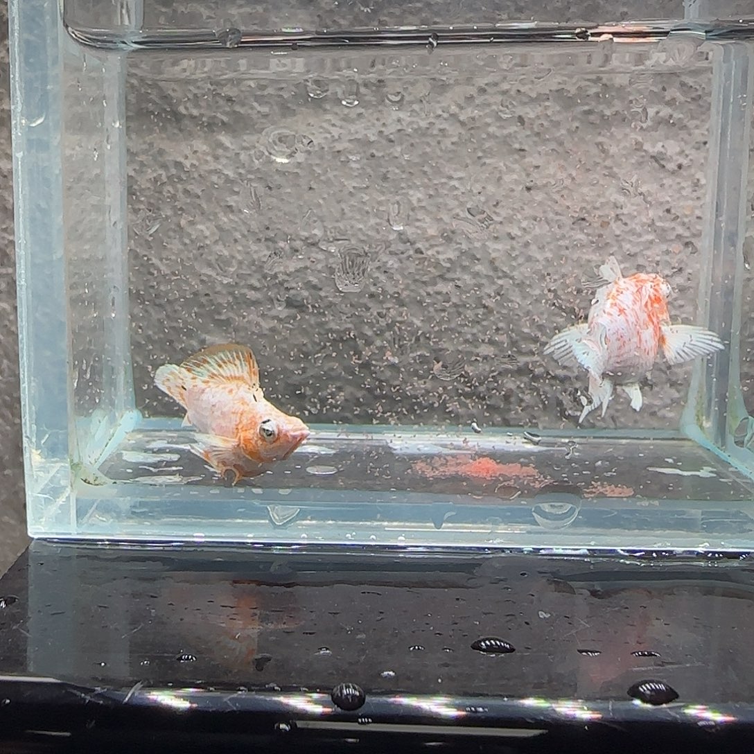 孔雀鱼樱花玛丽。81号