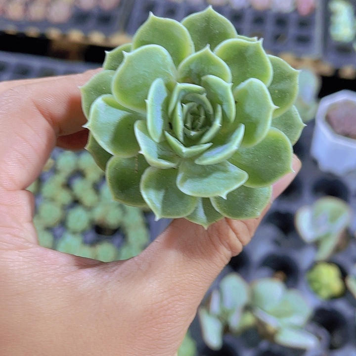 精品一天昂斯诺多肉植物