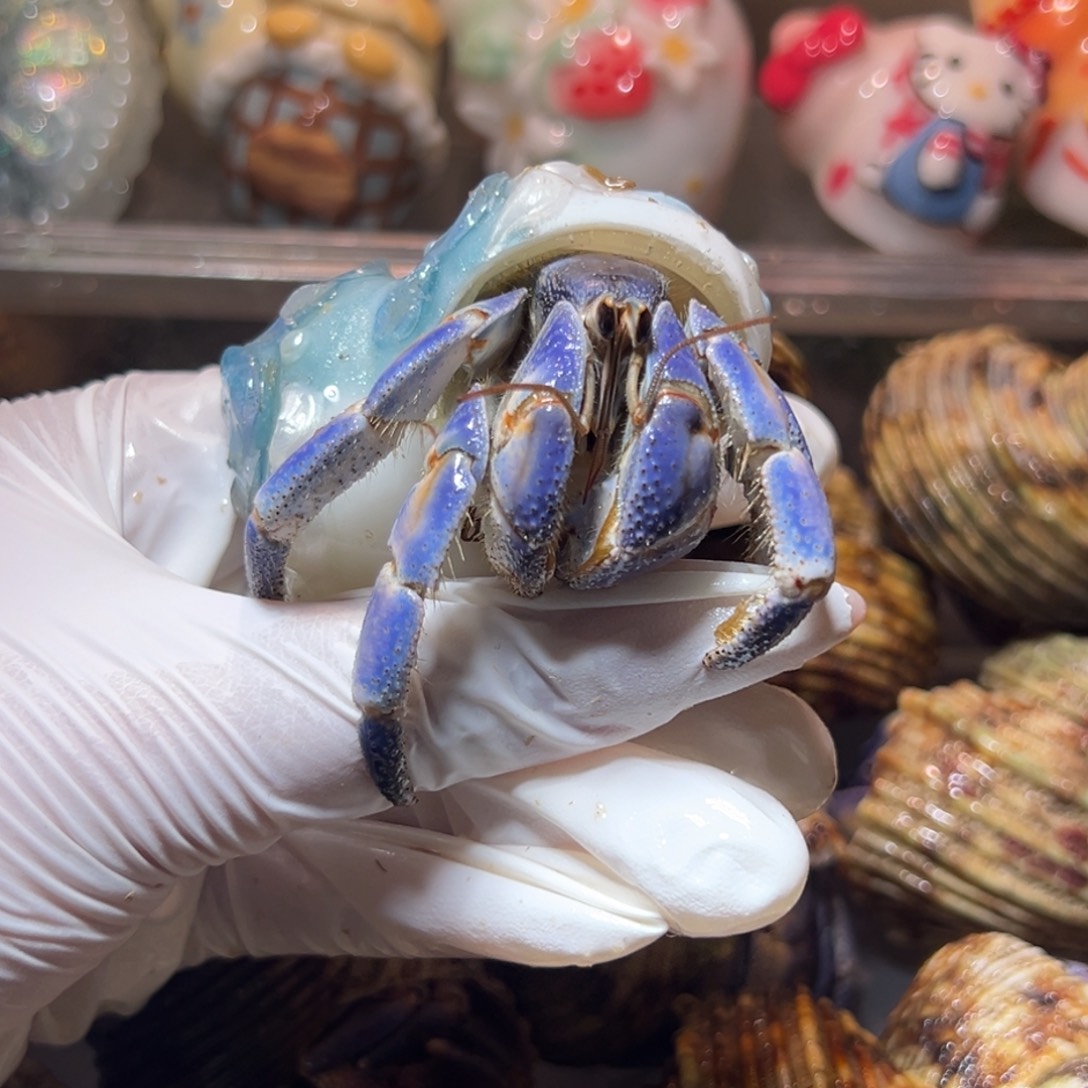 手工壳➕紫陆口径2.8口