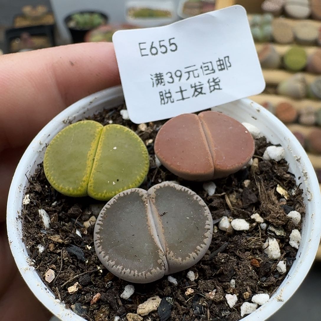 655哈哈哈哈哈哈哈哈