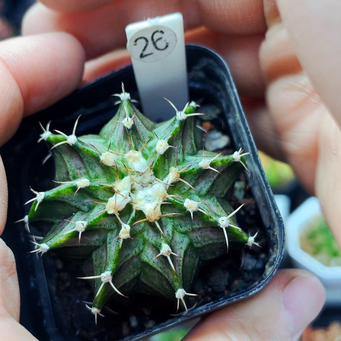 非偏远地区满25包邮仙人球裸根