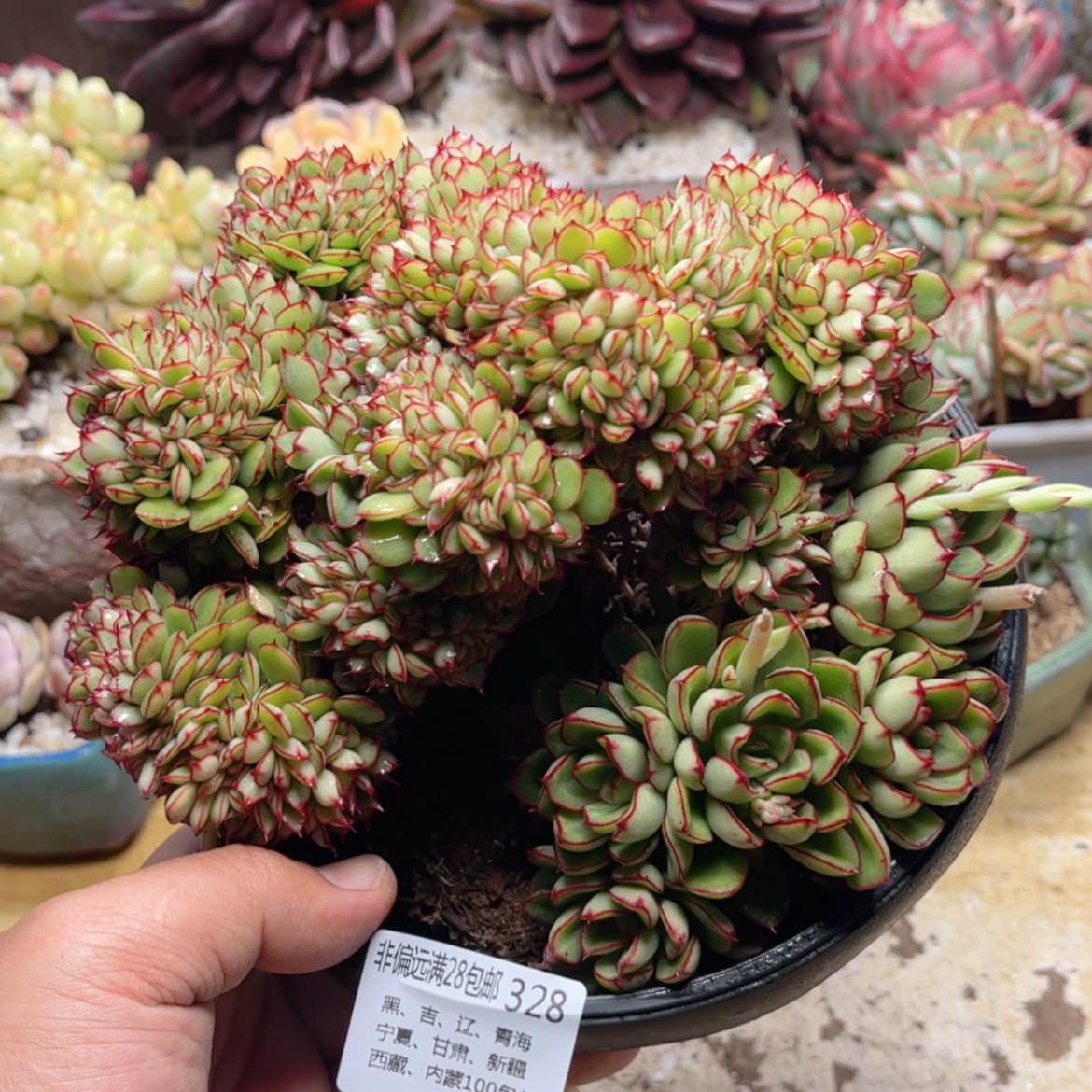 【闪购商品】328红花女王缀