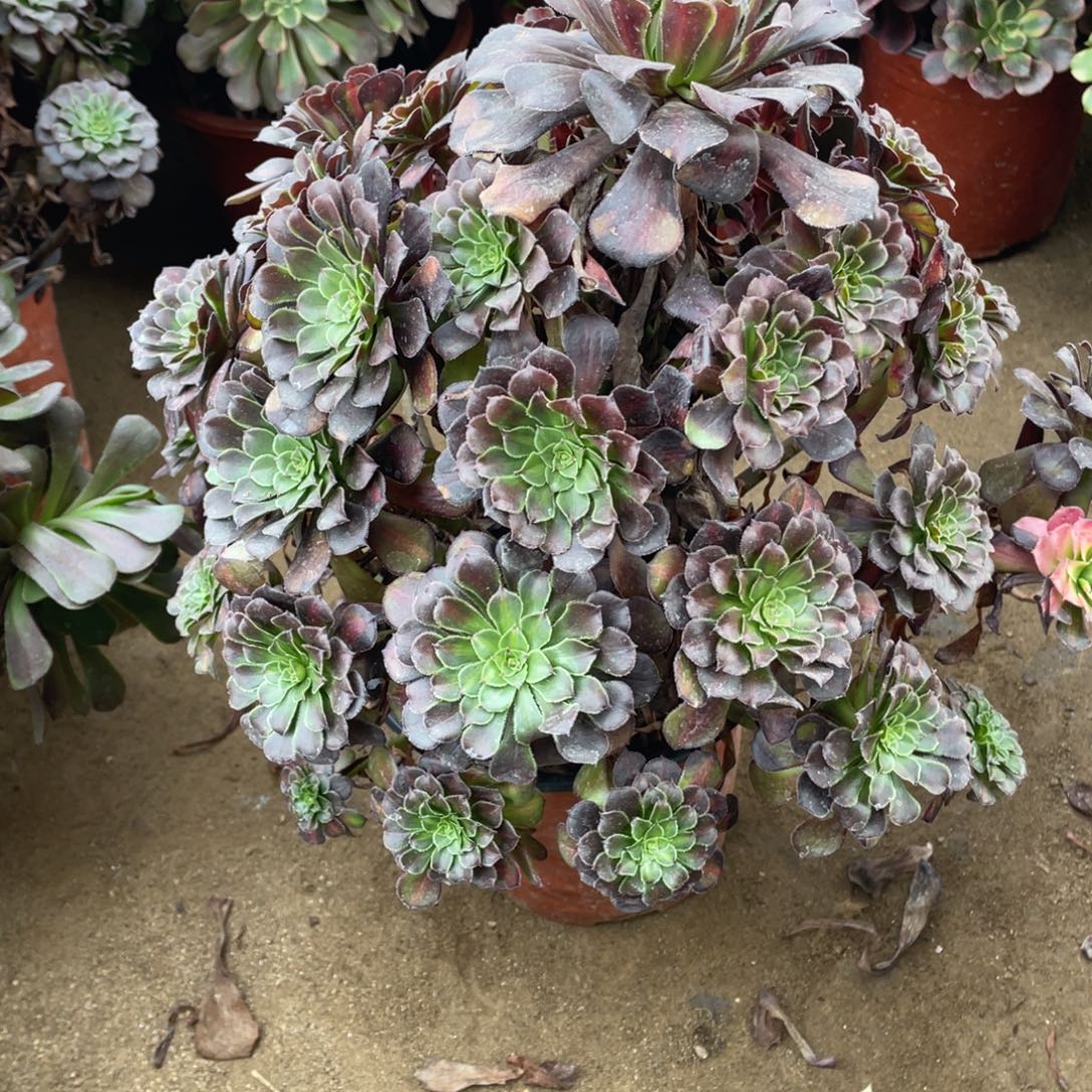 805红铜中班多肉法师断枝不包