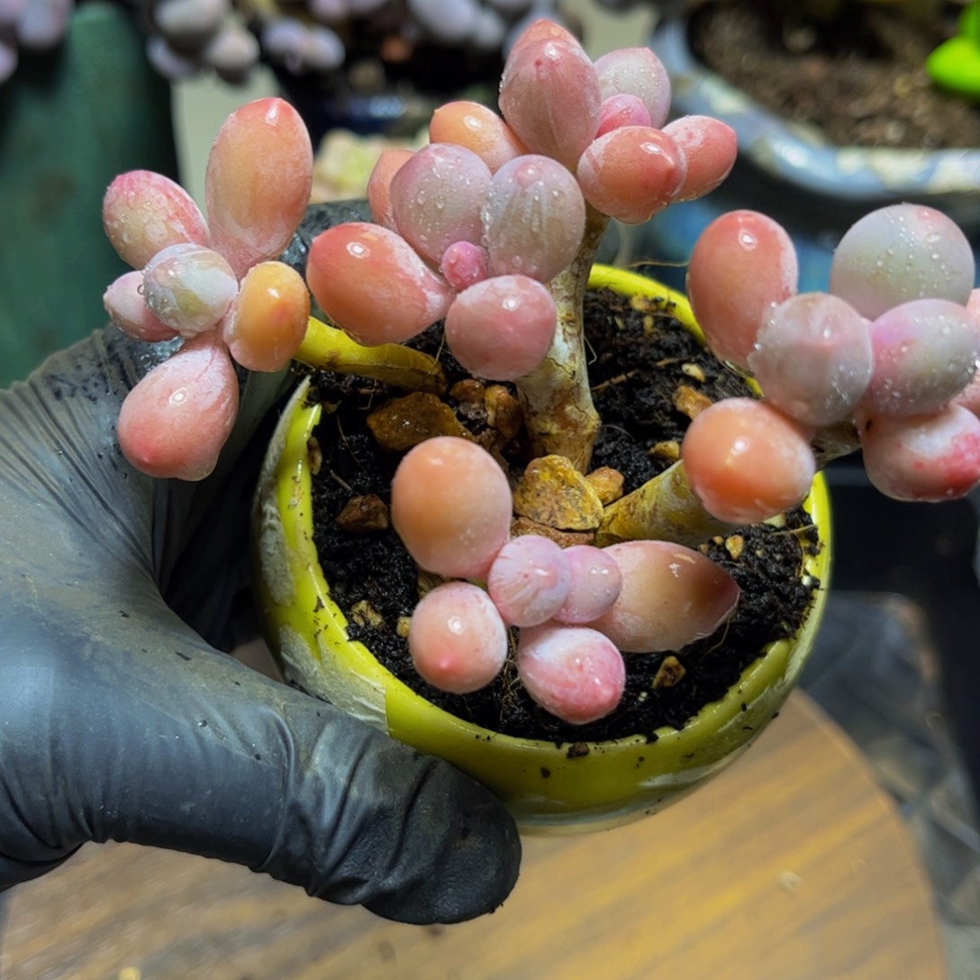 763黄金香水手指奶酪11厘米