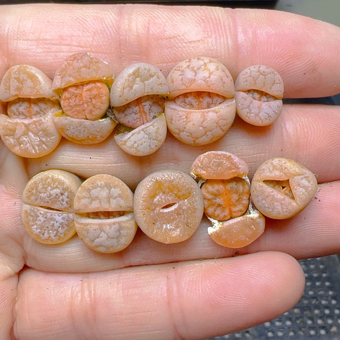 【闪购商品】680……