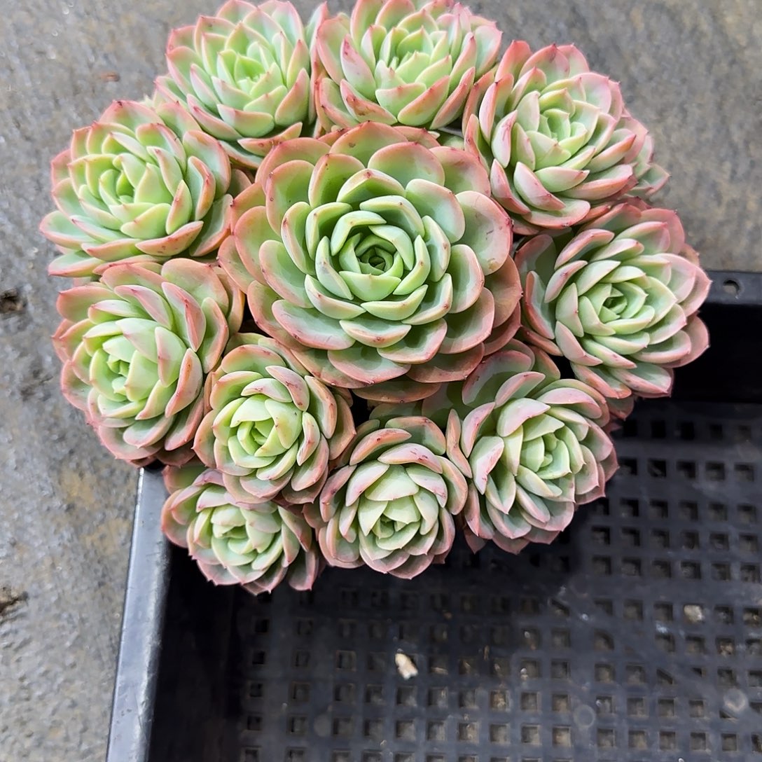 哈密瓜多肉植物多肉