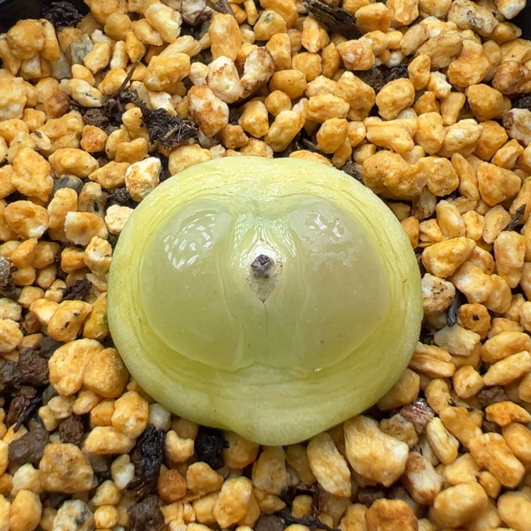 多肉植物59号拉登2.1厘米