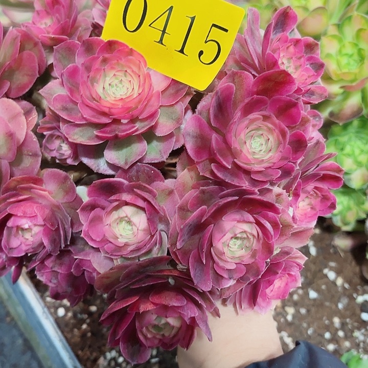 多肉植物倾城0415