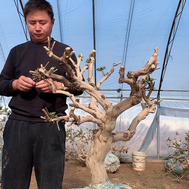 全部花朵金银花8888888