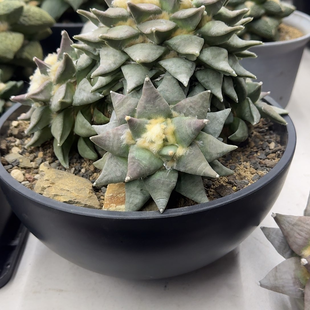 群生多头岩牡丹仙人球