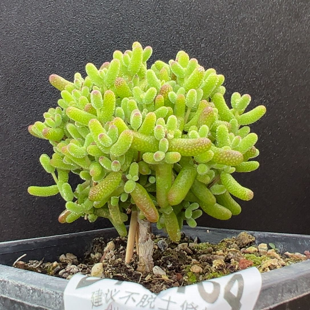 dy5464直杆棒棒糖金桔糖球冠幅5.5cm