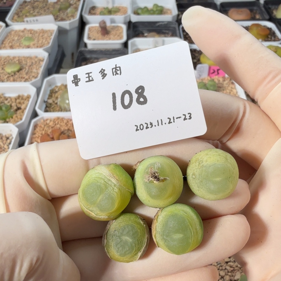多肉多肉多肉11-108
