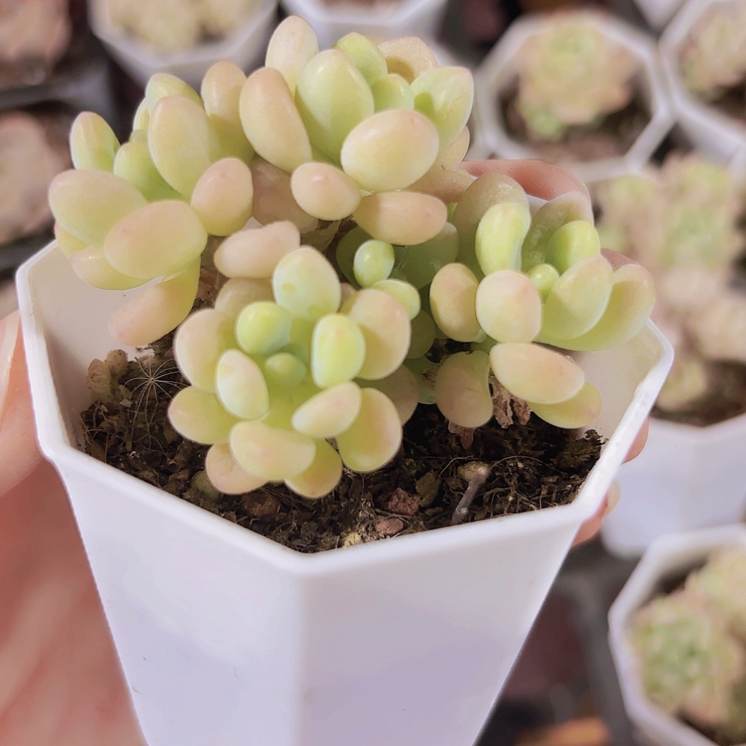 精品洛可可多肉植物