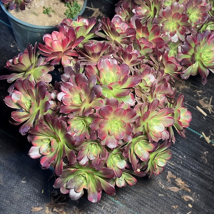 安娜安娜安娜 017