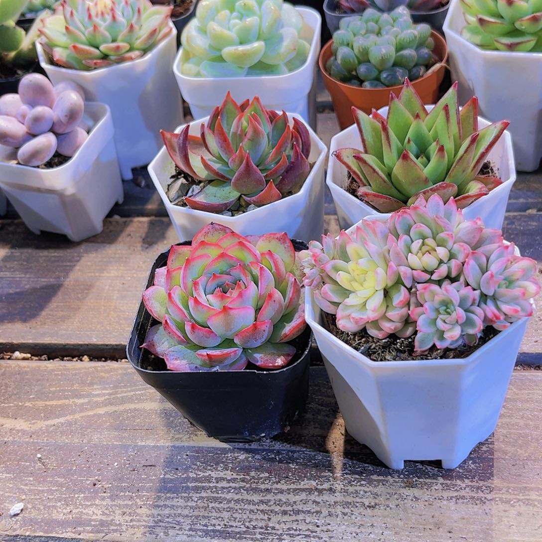 四盆11111111111111