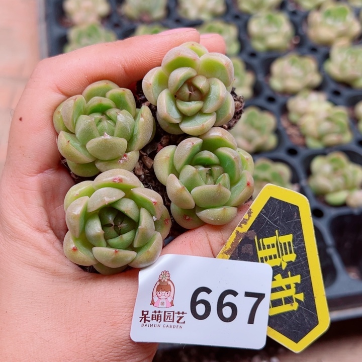 多肉植物多肉植物