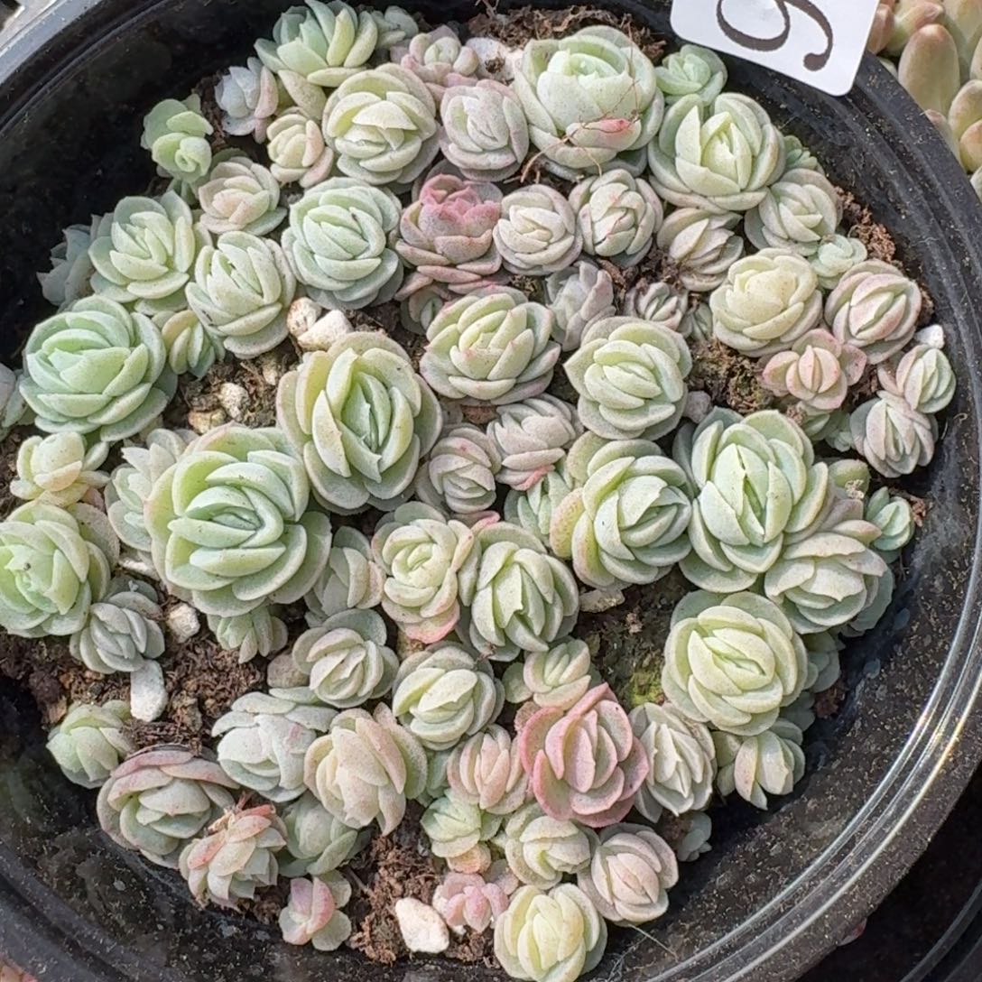 多肉植物多肉植物983