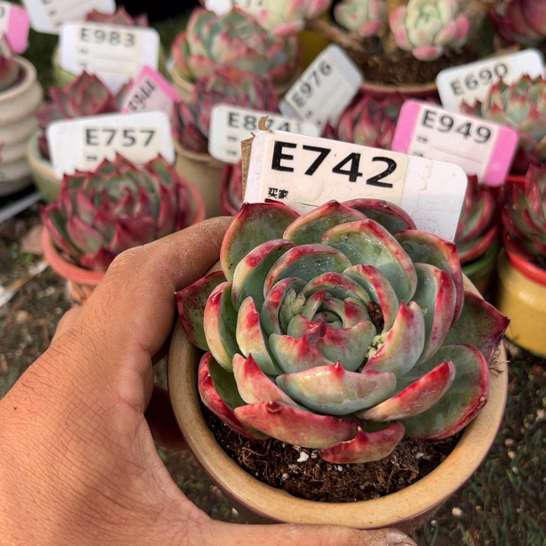 惊鸿一瞥742号多肉