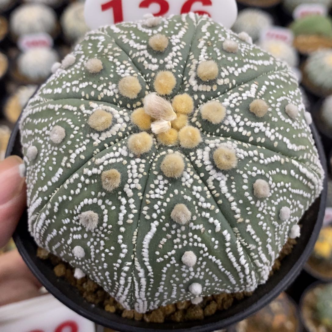 136海星岩田目玉兜