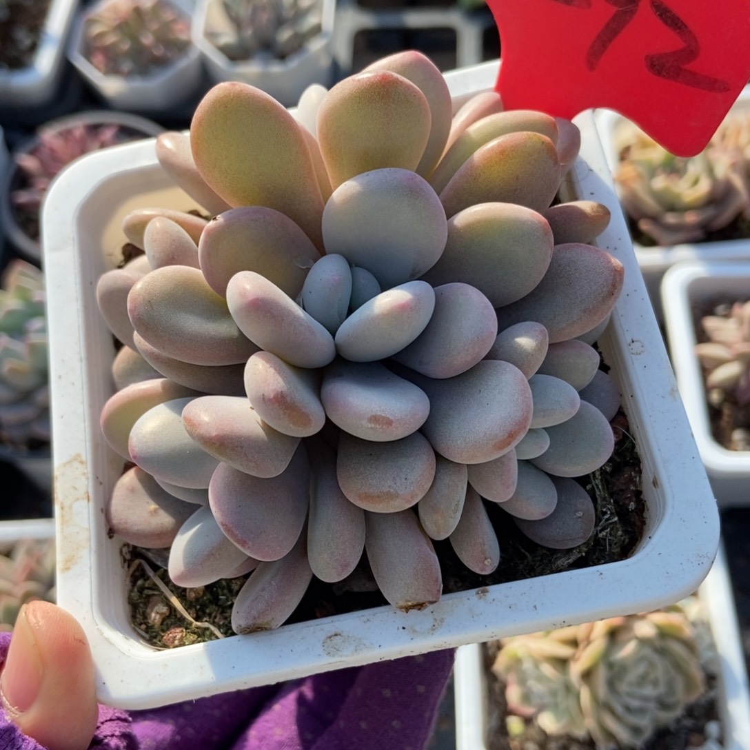 7292粉兔多肉植物多肉