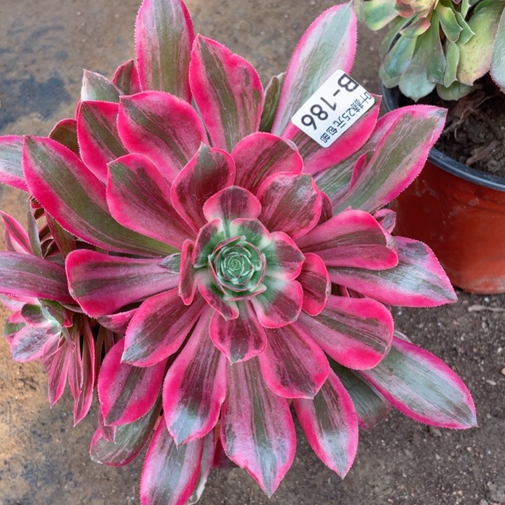 186浣纱多肉12345678