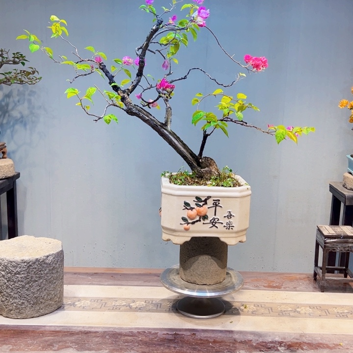 皮***，完全开放金心双色三角梅