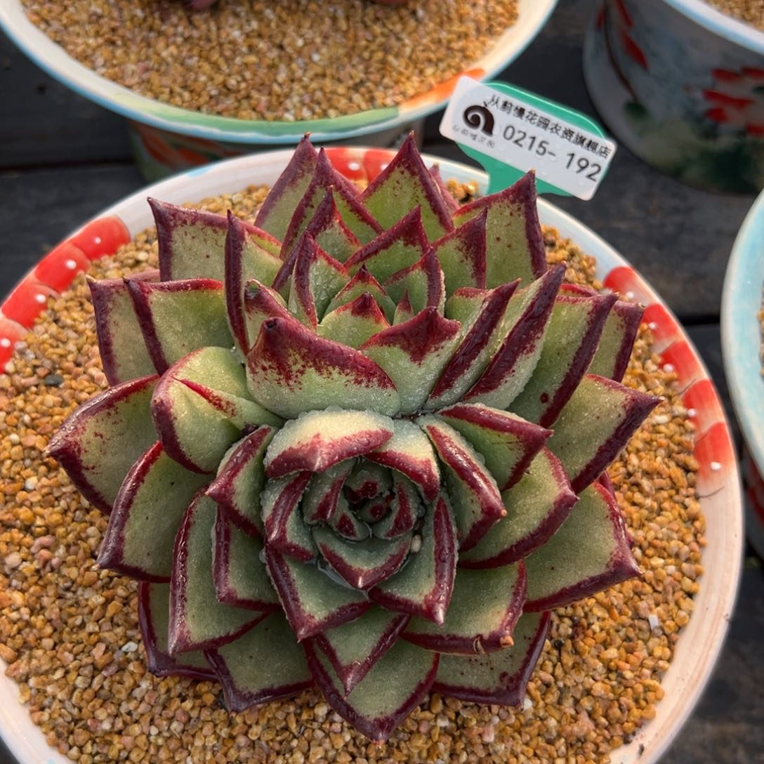 多肉一物一拍0215-192