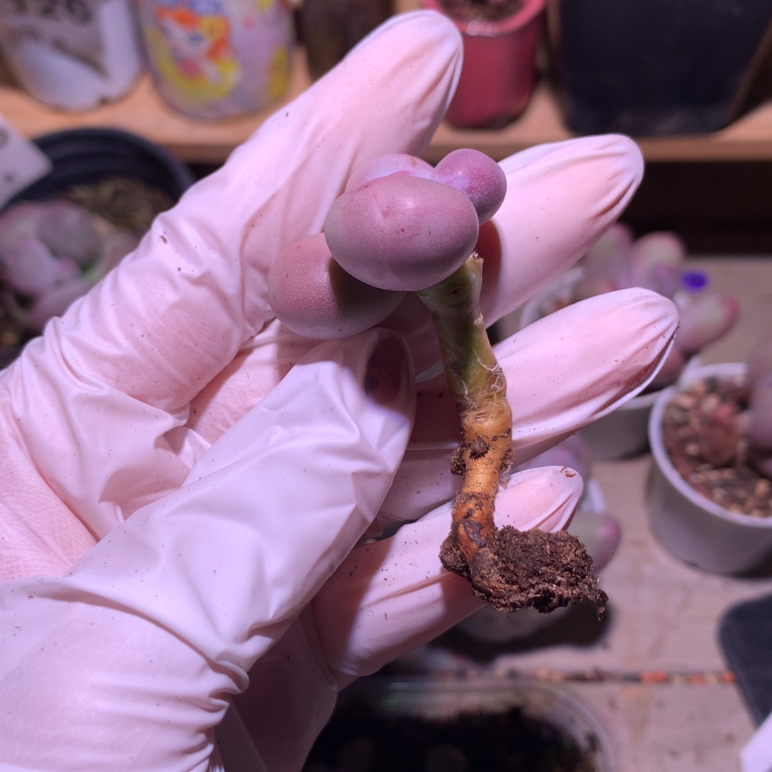 库福奶酪多肉库福奶酪