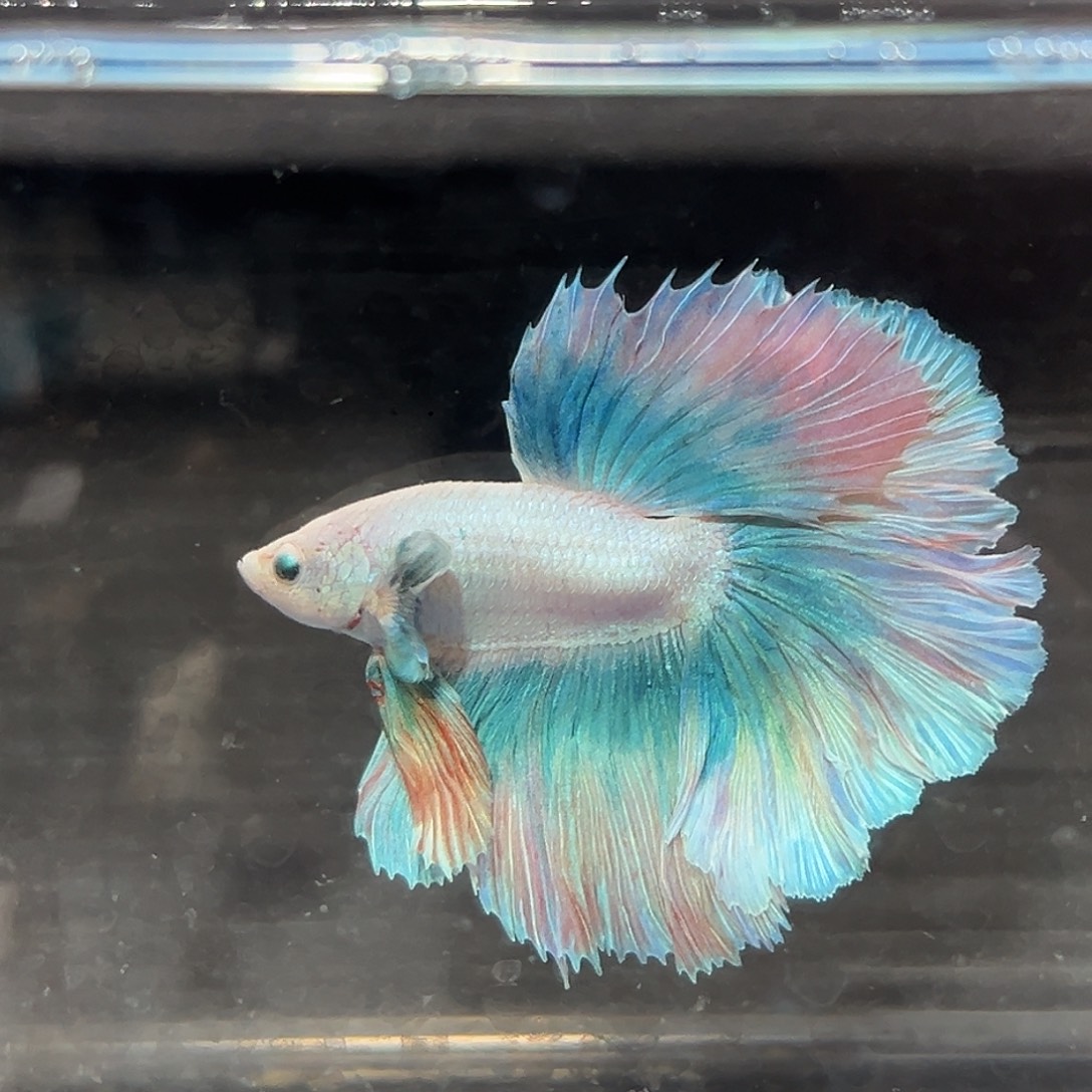 斗鱼62号很少的配色魔眼