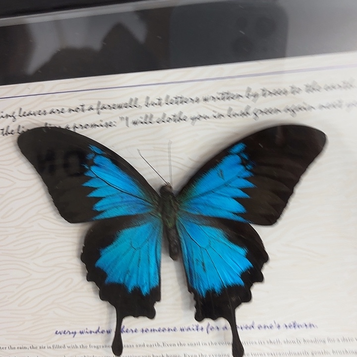 阳***洲蝴蝶标本定制383@