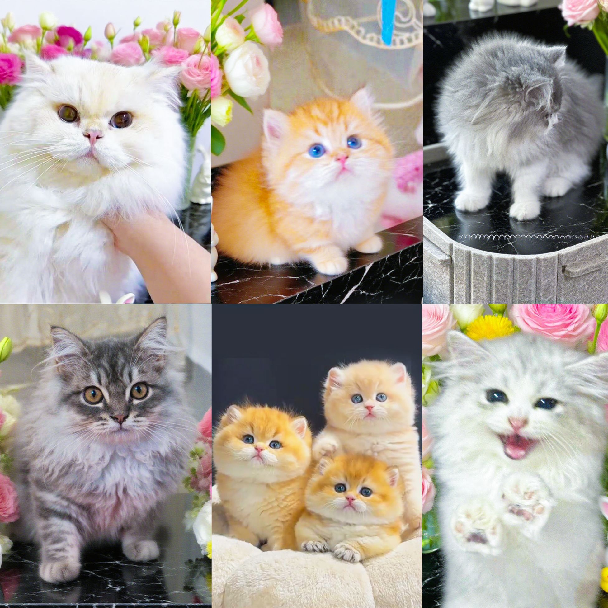 黑黑说猫猫咪活体宠物