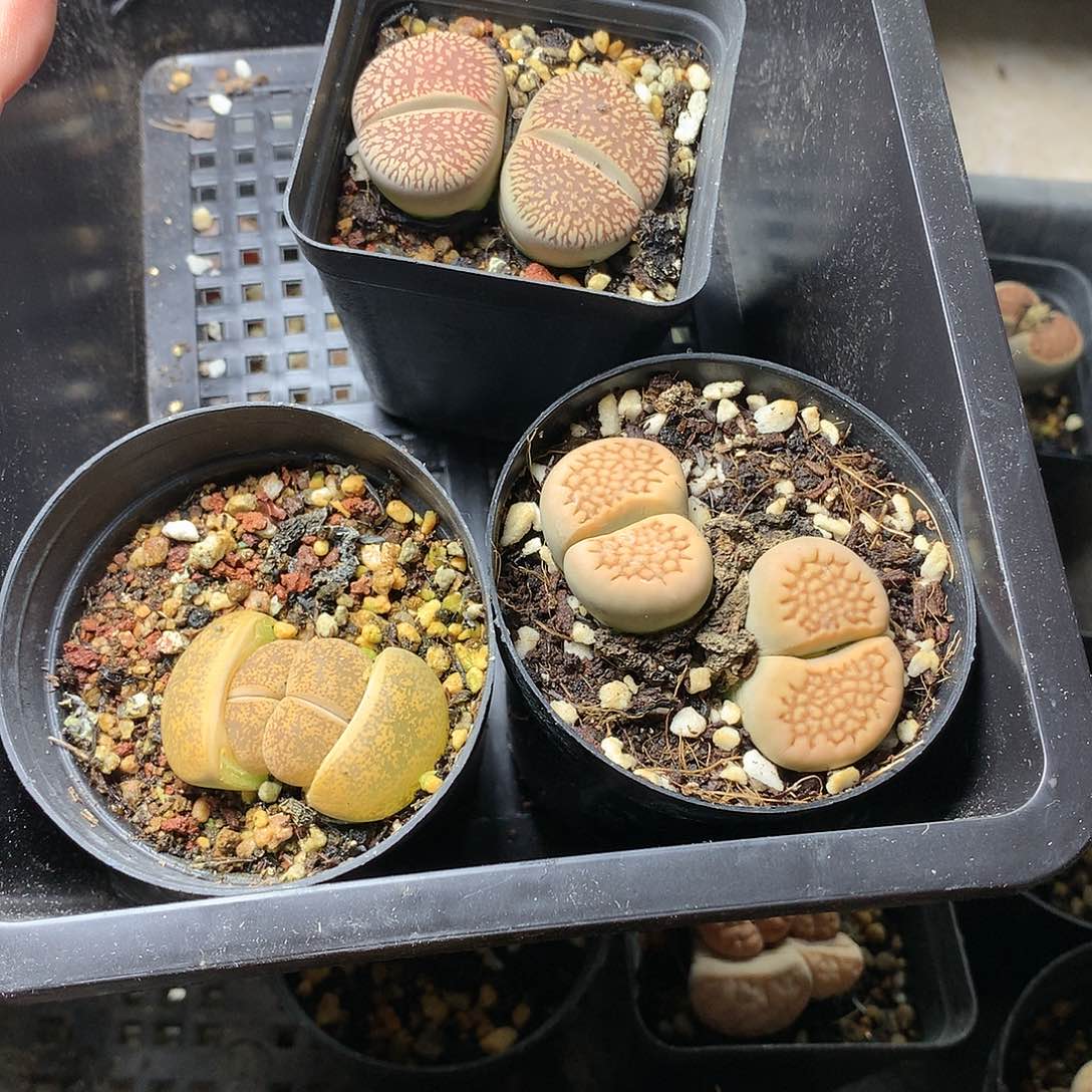 忘*G128多肉植物保护研究所